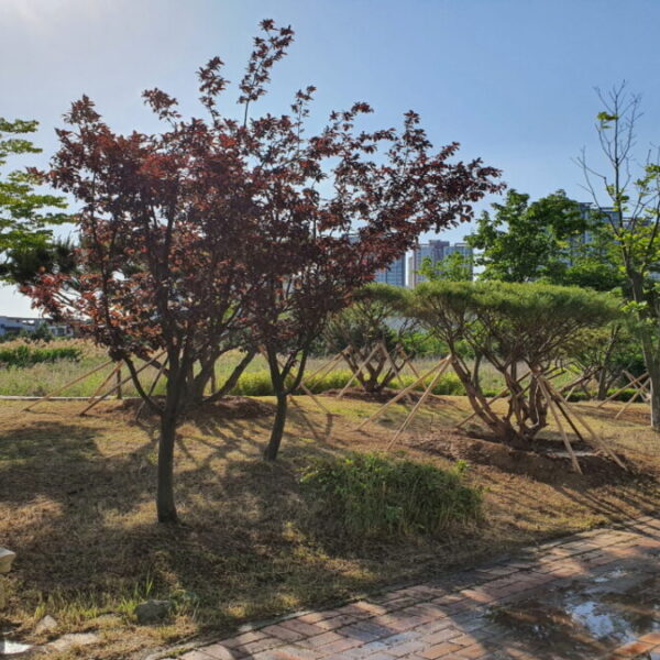 2022 인천시 서구 문점공원 수목 식재공사