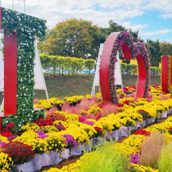 2022 장성 황룡강 가을꽃축제 정원