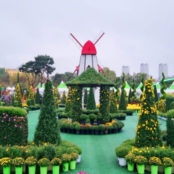 익산천만송이국화축제(4)