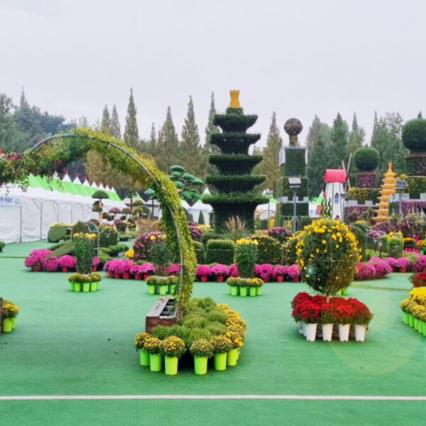 익산천만송이국화축제(5)